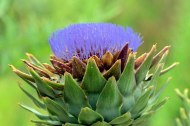 Muiden 'daki Vahşi Enginar Çiçeğini Kapat Hollanda 13-7-2022