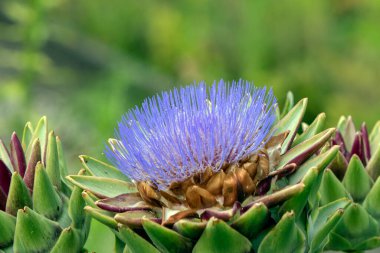 Muiden 'daki Vahşi Enginar Çiçeğini Kapat Hollanda 13-7-2022
