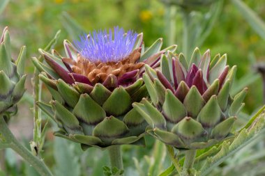 Muiden 'daki Vahşi Enginar Çiçeğini Kapat Hollanda 13-7-2022