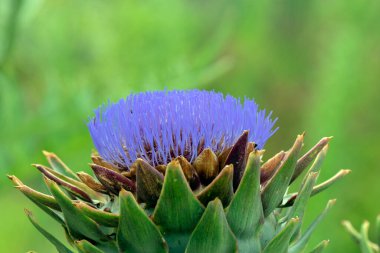 Muiden 'daki Vahşi Enginar Çiçeğini Kapat Hollanda 13-7-2022