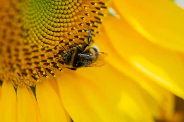 Közelkép Egy Szerény Méhről Egy Napraforgón Amszterdamban Hollandiában 2022 — Stock Fotó