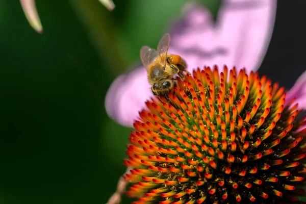Közelkép Egy Elszigetelt Lila Tűlevelű Virágról Egy Méhvel Amszterdamban Hollandiában — Stock Fotó