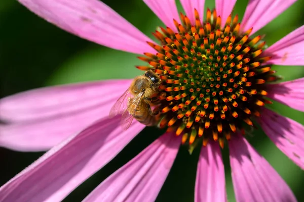 Close Isolated Purple Coneflower Flower Bee Amsterdam Netherlands 2022 — Stock fotografie