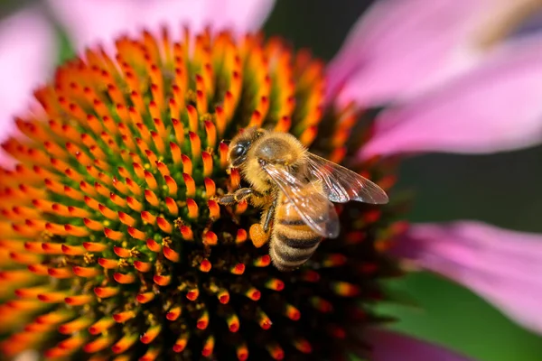 Közelkép Egy Izolált Lila Tűlevelű Virágról Egy Méhecskével Amszterdamban Hollandia — Stock Fotó