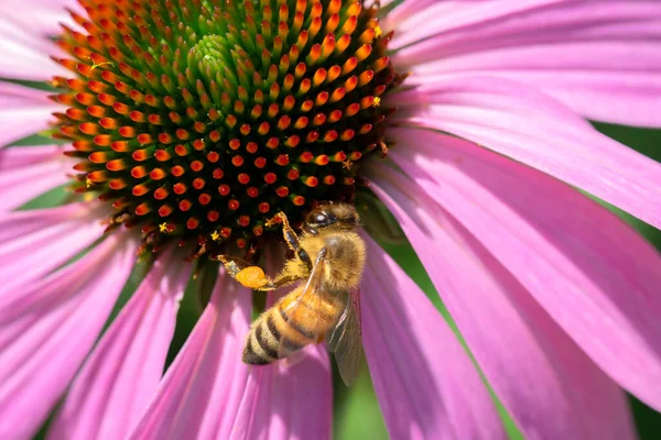 在荷兰阿姆斯特丹 一只蜜蜂与一朵分离的紫色花的近照17 2022 — 图库照片