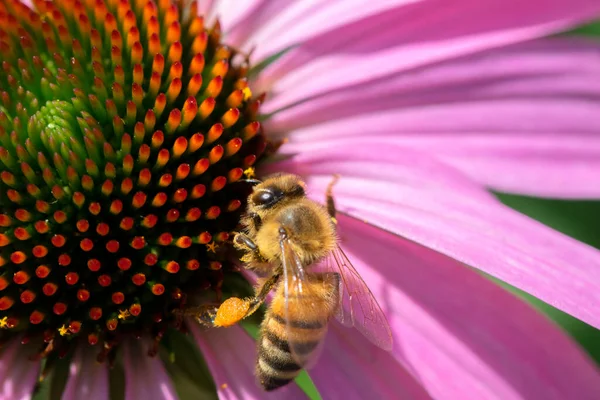 在荷兰阿姆斯特丹 一只蜜蜂与一朵分离的紫色花的近照17 2022 — 图库照片