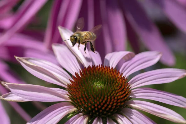 在荷兰阿姆斯特丹 一只蜜蜂与一朵孤立的紫色花一起飞舞的近景17 2022 — 图库照片