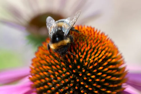Közelkép Egy Elszigetelt Lila Tűlevelű Virágról Egy Dudoros Méhecskével Amszterdamban — Stock Fotó