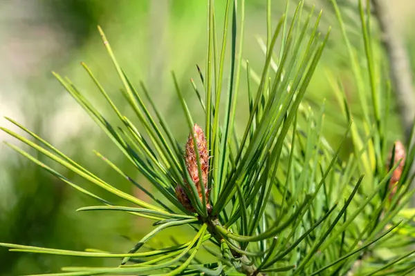 stock image Close Up Pinus Bungeana Tree At Amsterdam The Netherlands 11-4-2020