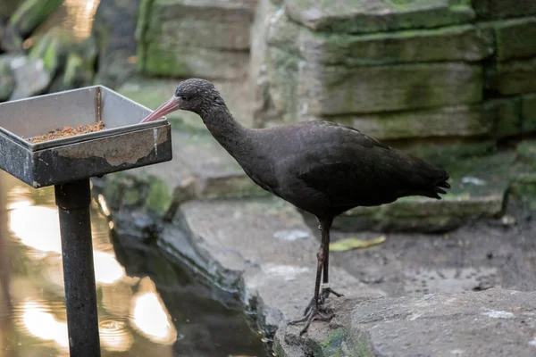 Close Plegadis Ridgwayi Bird Comer Amsterdã Holanda 2022 — Fotografia de Stock