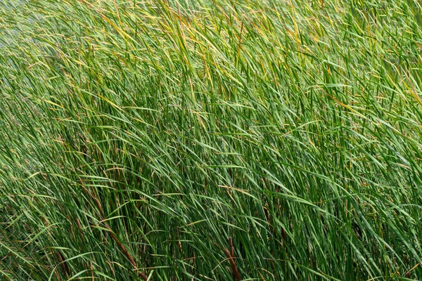 Close Reed Plants Amsterdam Paesi Bassi 2022 — Foto Stock