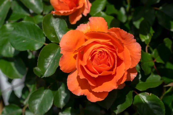 Amsterdam 'da Rosa Orange Meilove' u kapatın Hollanda 2-6-2022