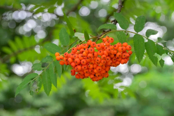 Primer Plano Sorbus Aucuparia Berries Ámsterdam Países Bajos 2022 — Foto de Stock