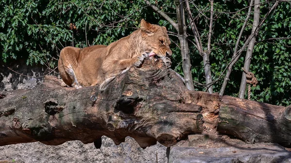Leão Fêmea Está Comendo Amsterdã Países Baixos 2022 — Fotografia de Stock
