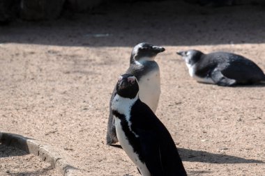 Amsterdam 'daki Ahmak Penguenler Hollanda 11-4-2022