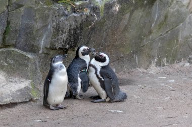 Amsterdam 'daki Artis Hayvanat Bahçesindeki Ahmak Penguenler. Hollanda 11-4-2022.