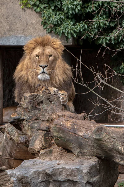 Vista Frontal Leão Masculino Parque Zoológico Artis Amsterdã Holanda 2022 — Fotografia de Stock