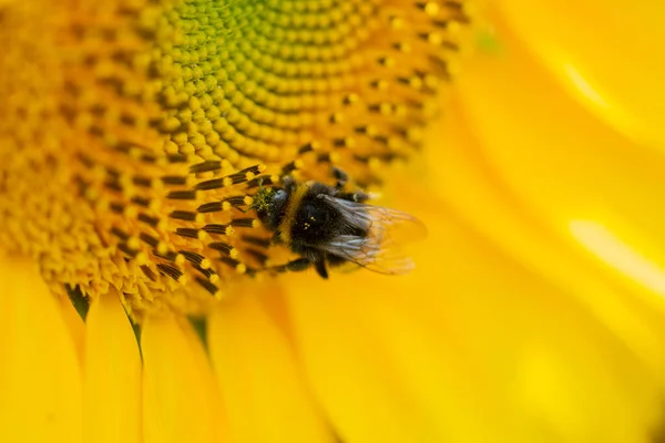 Szerény Méhecske Egy Virágos Étkezés Közben Amszterdamban Hollandiában 2022 — Stock Fotó