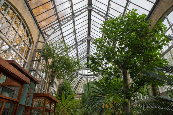 荷兰阿姆斯特丹Hortus Botanicus玻璃屋内 2022年10月28日 — 图库照片