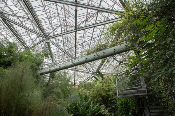 荷兰阿姆斯特丹Hortus Botanicus玻璃屋内 2022年10月28日 — 图库照片