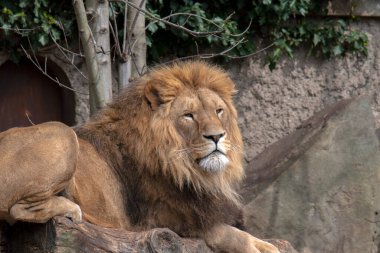 Amsterdam 'a Bakan Aslan 28-3-2022 Hollanda