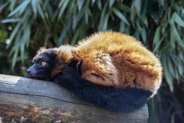 Red Ruffed Lemur Artis Zoo Amsterdam Нідерланди 2022 — стокове фото