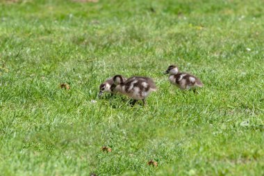 Amsterdam 'da Genç Mısırlı Kaz ve Genç Kaz 22-6-2022