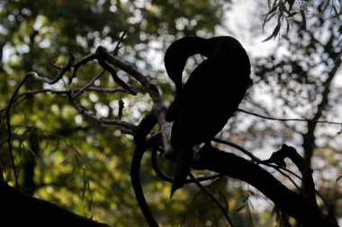 Amsterdam 'da Büyük Bir Karabatağın Silueti Hollanda 2-11-2022