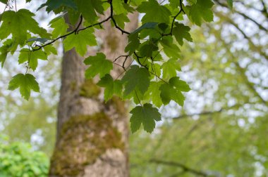 Acer Pseudoplatanus Ağacı Amsterdam 'da