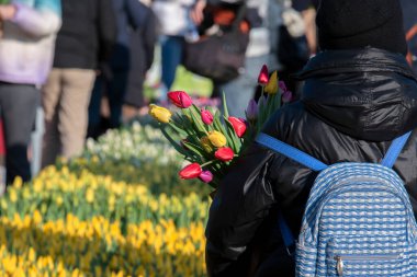 Amsterdam 'daki Ulusal Lale Günü' nde lale toplama Hollanda 23-1-2023