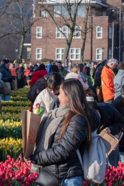 Amsterdam 'daki Ulusal Lale Günü' nde lale toplama Hollanda 23-1-2023