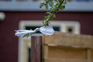 Hollanda, Amsterdam 'da Bir Ağaçta Plastik Omukuji 15-8-2023