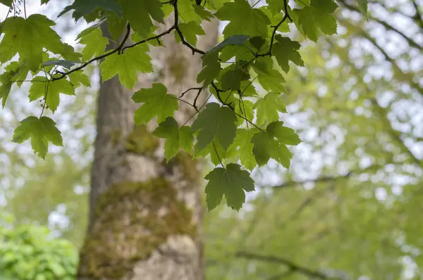 stock image Acer Pseudoplatanus Tree At Amsterdam The Netherlands