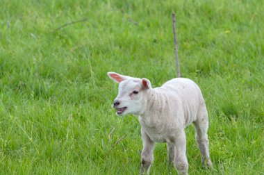 Küçük Kuzu Abcoude 'da Çimlerde Duruyor Hollanda 5-5-2024