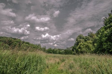 Nature At the Jewish Mezarlığı Zeeburg Amsterdam Hollanda 22-6-2020