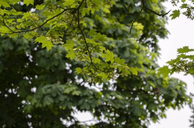 Amsterdam 'da Bir Acer Platanoides Ağacının Dalları 6-5-2024