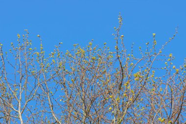 Amsterdam 'daki Tilia Moğolistan Ağacı' nın Dalları 8-3-2024