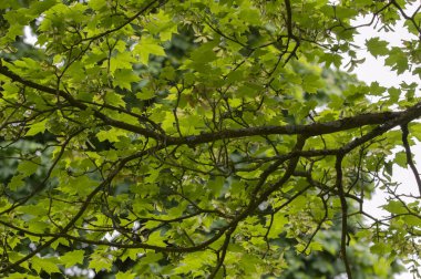 Amsterdam 'da Bir Acer Platanoides Ağacının Dalları 6-5-2024