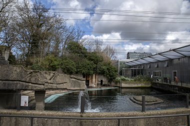 Kaliforniya Deniz Aslanı Evi Amsterdam Artis Hayvanat Bahçesi 24-3-2023