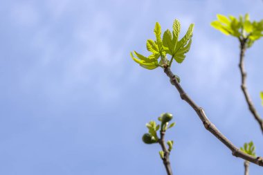Amsterdam 'da Bir İncir Ağacı Kapat Hollanda 14-4-2024