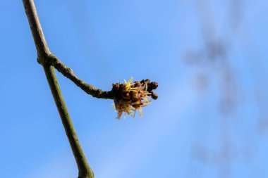 Amsterdam 'daki Acer Saccharinum Ağacını Kapat Hollanda 14-3-2024