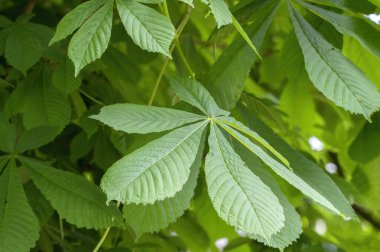 Amsterdam 'da Aesculus Hippocastanum' u kapatın Hollanda 6-5-2024