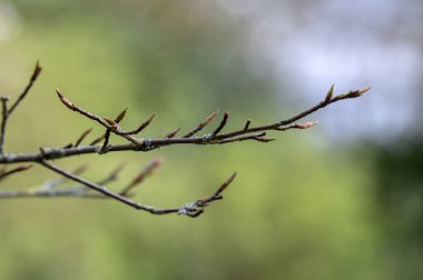Amsterdam 'da Amelanchier Balerin Ağacı Tomurcukları 19-3-2024 Hollanda
