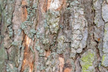 Close Up Bark Of A Acer Pseudoplatanus Leopoldii Tree At Amsterdam The Netherlands 23-5-2022 clipart