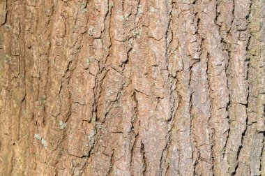 Close Up Bark Of A Liquidambar Styraciflua Tree At Amsterdam The Netherlands 21-3-2024 clipart