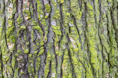 Amsterdam 'daki Cedrus Libani Glauca' nın Yakın Kabuğu 4-4-2024