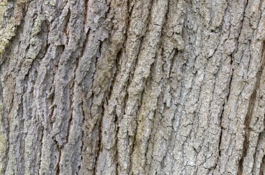 Amsterdam 'daki Quercus Frainetto' nun Yakın Kabuğu 4-4-2024