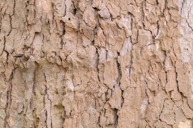 Amsterdam 'daki Platanus Hispanica Ağacı' nın Kabuğu 15-5-2021