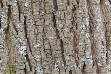 Amsterdam 'daki Acer Platanoides Ağacı' nın Kabuğunu Kapat Hollanda 23-5-2022