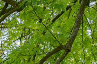 Hollanda 6-65-2024 Amsterdam 'daki Acer Saccharinum Laciniatum Wieri Tree' nin Kapatma Şubesi